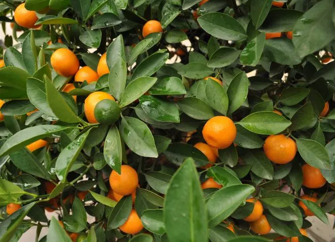 Mandarinat me ngarkesë pesticidesh, eksperti Sharka: Duhet të ishin hequr nga qarkullimi