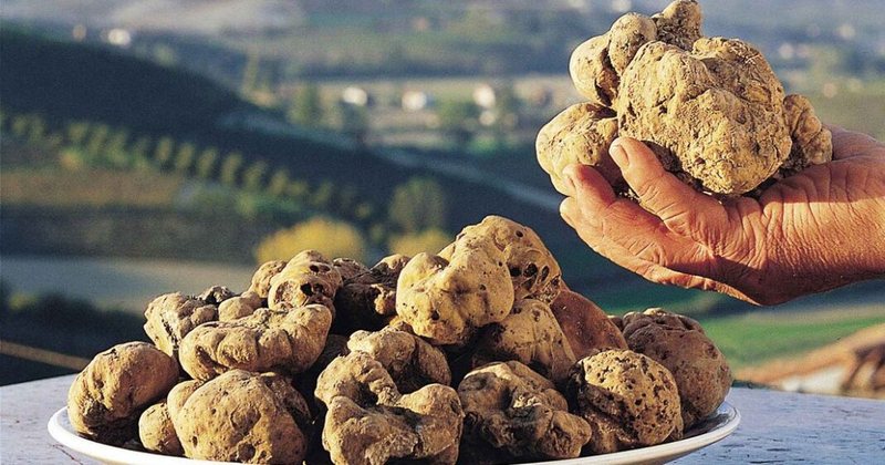 Shqiptarët po bëjnë lek të paparë, 1 kg nga kjo bimë kushton plot 3 mijë euro, ja ku mund ta gjeni