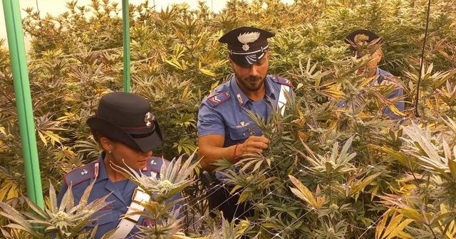 423 kg hashash dhe kokainë, karabinierët italianë godasin grupin shqiptar: 12 të arrestuar