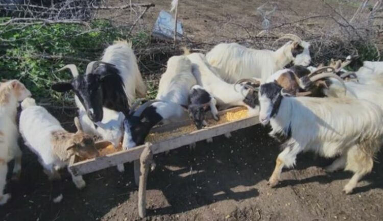 Murtaja e bagëtive nuk ndalet/ Identifikohet edhe në zonat e Tiranës