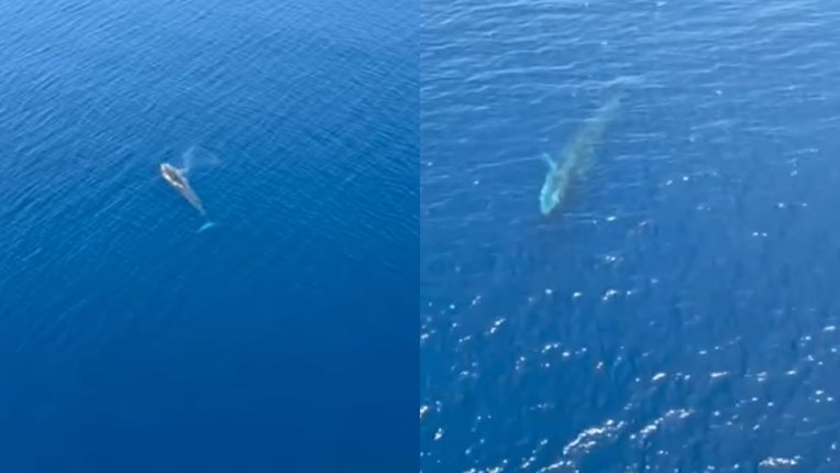 Pamje të rralla: Shfaqet balena pranë gadishullit të Karaburunit
