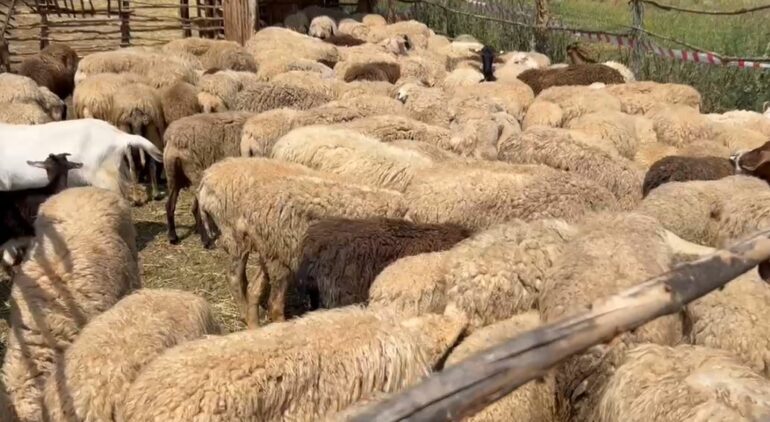 Rreziku i murtajës/ Tentoi të fuste bagëti të imta në Kapshticë pa dokumentacionin përkatës, arrestohet një shtetas