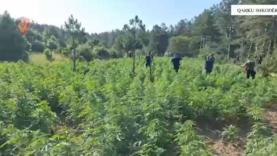 Operacioni “Koordinata”, asgjësohen mbi 12 mijë rrënjë kanabis në qarkun Shkodër