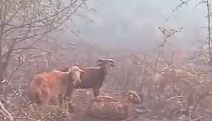 Digjen të gjalla bagëtitë në Delvinë, pronari akuza qeverisë: Fshati Kopaçez është bërë hi