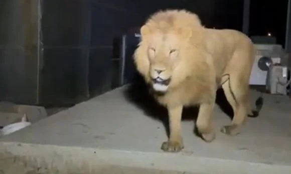 VIDEO/ Tmerr në Antalia, luani del nga kafazi dhe sulmon një familje në park