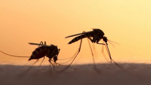Sëmundja ‘chikungunya’ godet edhe Kinën, regjistrohen mijëra raste me virusin që përhapet nga mushkonjat