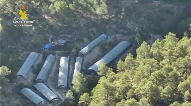 Spanjë/ Çmontohet grupi shqiptar i kanabisit, 4 të arrestuar dhe 7700 bimë të sekuestruara