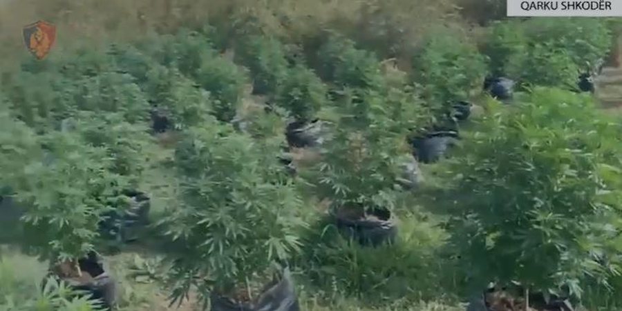 Zbulohen 7 parcela me kanabis në Shkodër, dy të arrestuar, 3 kryepleq nën hetim