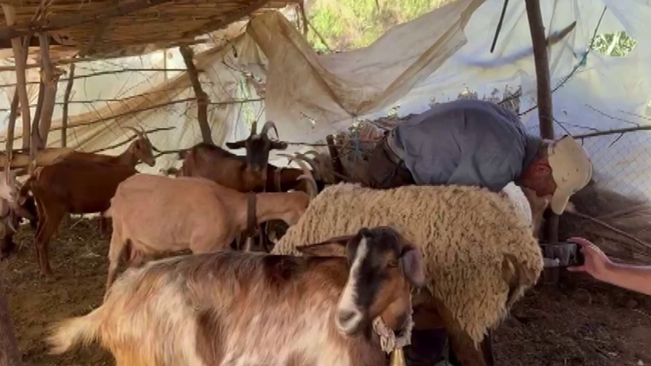 Ujku bën kërdinë në Lushnje! Sulmon tufën e bagëtive, 40 krerë të vrarë…
