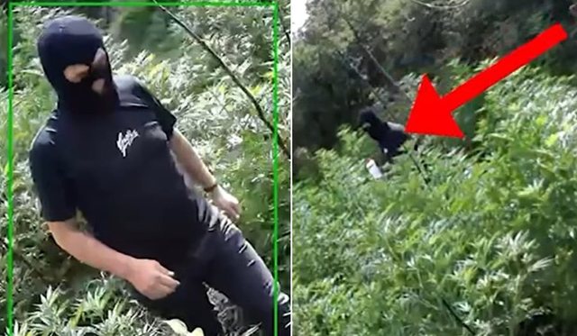 I maskuar, momenti kur punonjësi i pyjores kapet mat duke u kujdesur për hashashin e mbjellë (Video)
